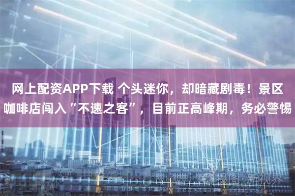 网上配资APP下载 个头迷你，却暗藏剧毒！景区咖啡店闯入“不速之客”，目前正高峰期，务必警惕